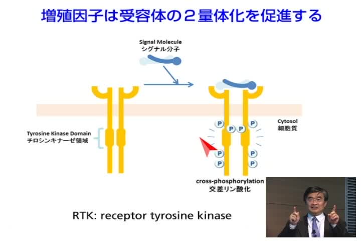 Signal Transmission: From Membrane Receptor to Medicine